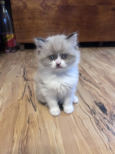 Скотиш страйт /скотиш фолд