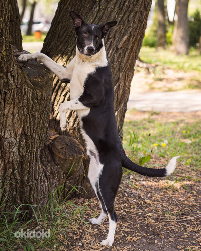 Mehhiko karvutu koer (Xoloitzcuintle) (foto #2)