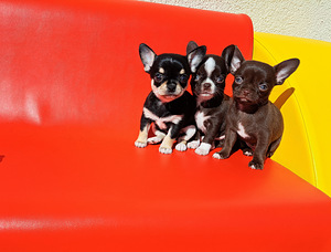 CHIHUAHUA