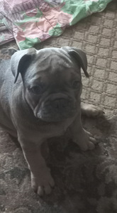 Prantsuse buldog
