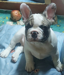Müüa prantsuse buldog. Isane. (1 foto / 9)