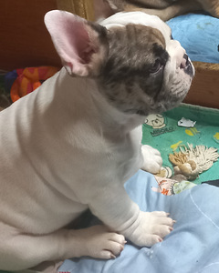 Müüa prantsuse buldog. Isane. (3 foto / 9)