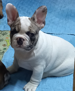 Müüa prantsuse buldog. Isane. (7 foto / 9)