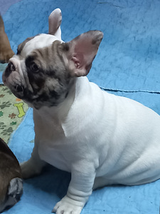 Müüa prantsuse buldog. Isane. (8 foto / 9)