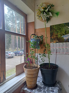 Kase tn 6, Oru, Kohtla-Järve, Ida-Virumaa (3 foto / 28)