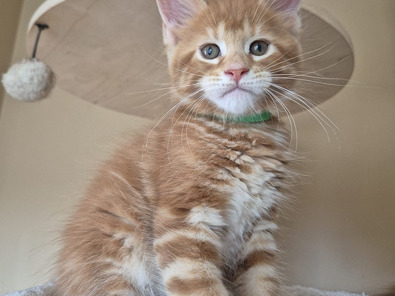Mainecoon male