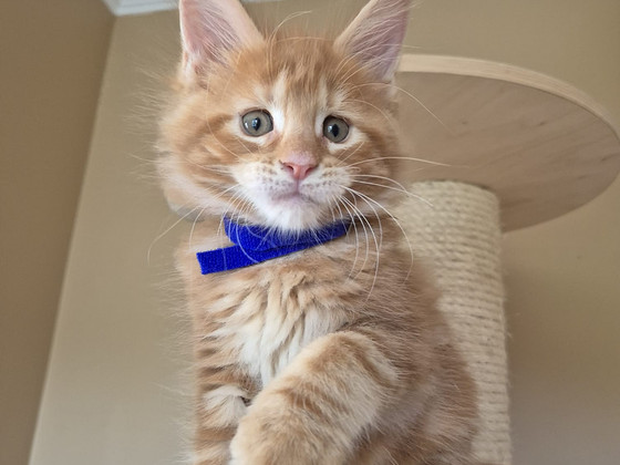 Mainecoon male