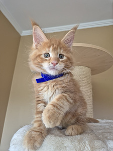 Самец Mainecoon (1 фото из 4)