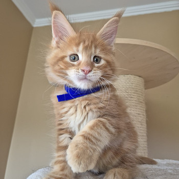 Mainecoon male