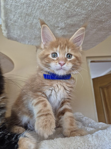 Самец Mainecoon (3 фото из 4)