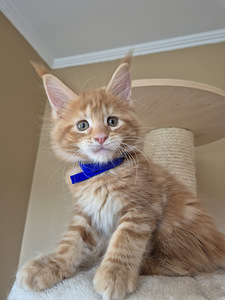 Самец Mainecoon (4 фото из 4)