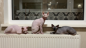 Kanada sfinksi kassipoegade näituseklass (9 foto / 10)
