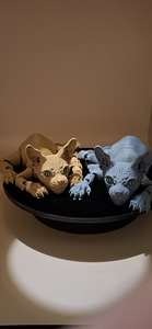 Kass SFINKS/Cat "SPHINX " (5 foto / 5)