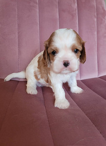 CAVALIER KING CHARLES SPANIEL BLENHEIM KUTSIKAD (1 foto / 8)