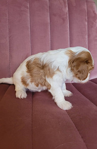 CAVALIER KING CHARLES SPANIEL BLENHEIM KUTSIKAD (6 foto / 8)