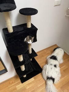 UUED KRAAPIMISPUUD KASSIDELE-HALL-BEEZ-MUST (5 foto / 8)