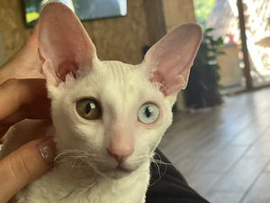 Cornish Rex kass otsib peigmeest (2 foto / 5)