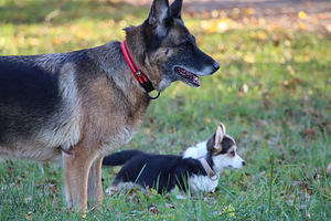 Imeilus tüdruk welsh corgi pembroke (2 foto / 10)