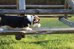 Imeilus tüdruk welsh corgi pembroke (5 foto / 10)