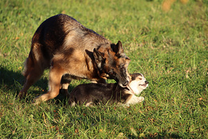 Imeilus tüdruk welsh corgi pembroke (9 foto / 10)