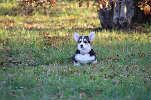 Imeilus tüdruk welsh corgi pembroke (10 foto / 10)