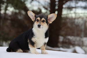 Võluv welsh corgi pembroke tüdruk (2 foto / 10)