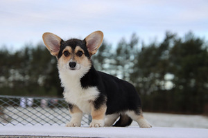 Võluv welsh corgi pembroke tüdruk (4 foto / 10)