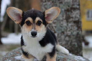 Võluv welsh corgi pembroke tüdruk (8 foto / 10)