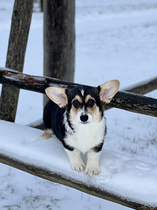 Baby welsh corgi pembroke (2 foto / 7)