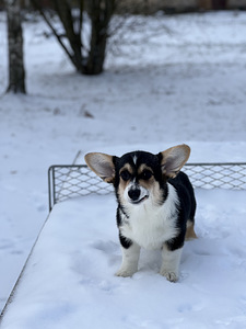 Baby welsh corgi pembroke (3 foto / 7)