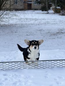 Baby welsh corgi pembroke (7 foto / 7)