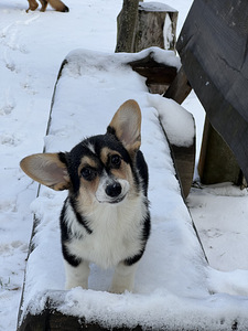 Baby welsh corgi pembroke (5 foto / 7)