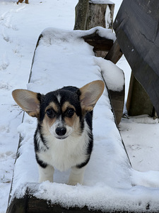Baby welsh corgi pembroke (6 foto / 7)