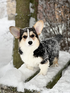 Väga ilus tüdruk Welsh Corgi Pembroke (6 foto / 8)