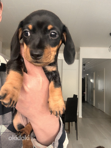 Mini Mäyräkoiran pennut