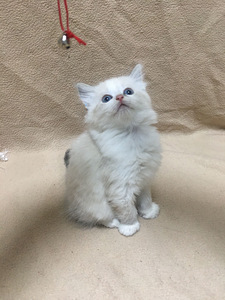 Продаю котят (4 фото из 8)