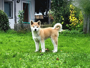 Akita inu (1 foto no 4)