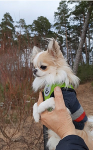Chihuahua ootab pruuti. (3 foto / 3)
