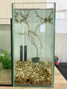Akvaarium