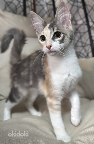 Турецкая ангора