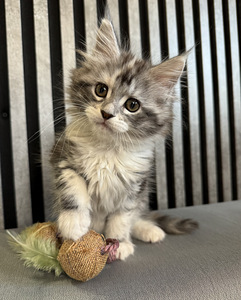 Burvīga meinkūna kaķenīte Ariel meklē mīlošas mājas (1 foto no 3)