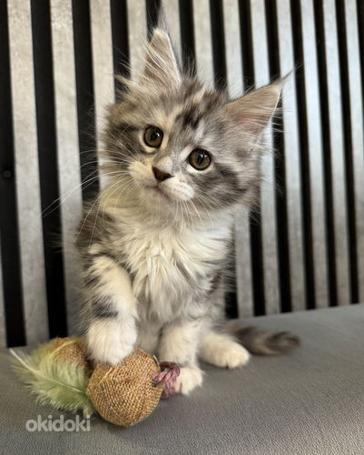 Burvīga meinkūna kaķenīte Ariel meklē mīlošas mājas