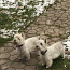 Vesthailendas baltais terjers (foto #4)