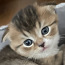 Продается шотландский вислоухий котенок (мальчик) (фото #1)
