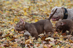 American pocket bully (6 foto no 10)