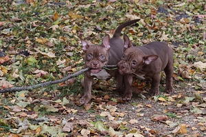 American pocket bully (7 foto no 10)
