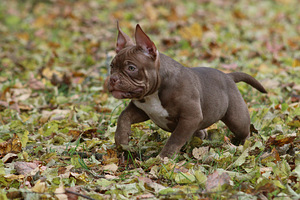 American pocket bully (9 foto no 10)