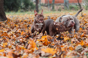 American pocket bully (10 foto no 10)