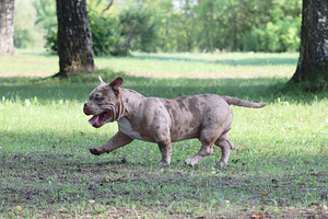 AMERICAN POCKET BULLY (2 foto no 7)