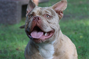AMERICAN POCKET BULLY (4 foto no 7)